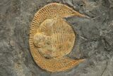 Orange Declivolithus Trilobite (Pos/Neg) - Mecissi, Morocco #233374-4